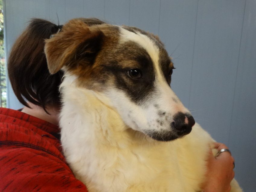 Der Hund des Monats Mai : Hündin Daisy im Tierheim Kürten
