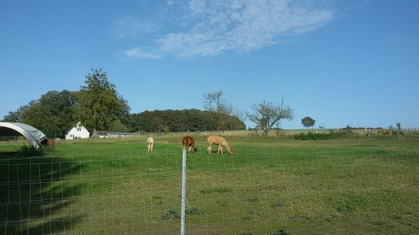 Alpakawanderungen beim Alpakazuchthof Oberberg