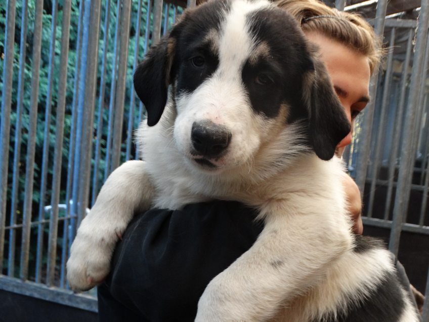 Drei neue Junghunde im Tierheim Kürten