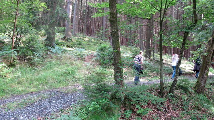 23. Oktober: Familienexkursion „Geheimnisse des Waldes“