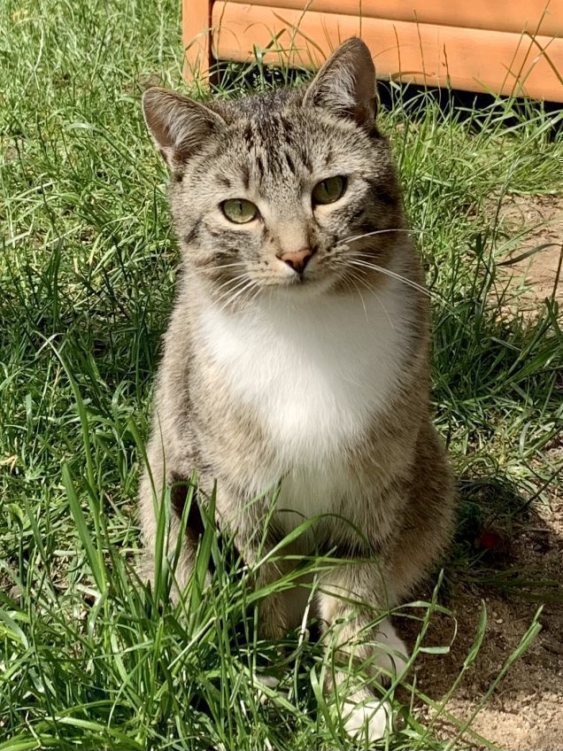 Grau getigerte Kurzhaar-Kater vom Tierheim abzugeben